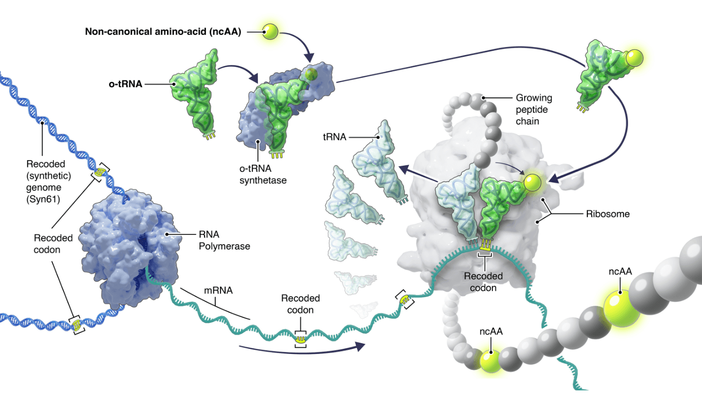 Untitled (Website).png